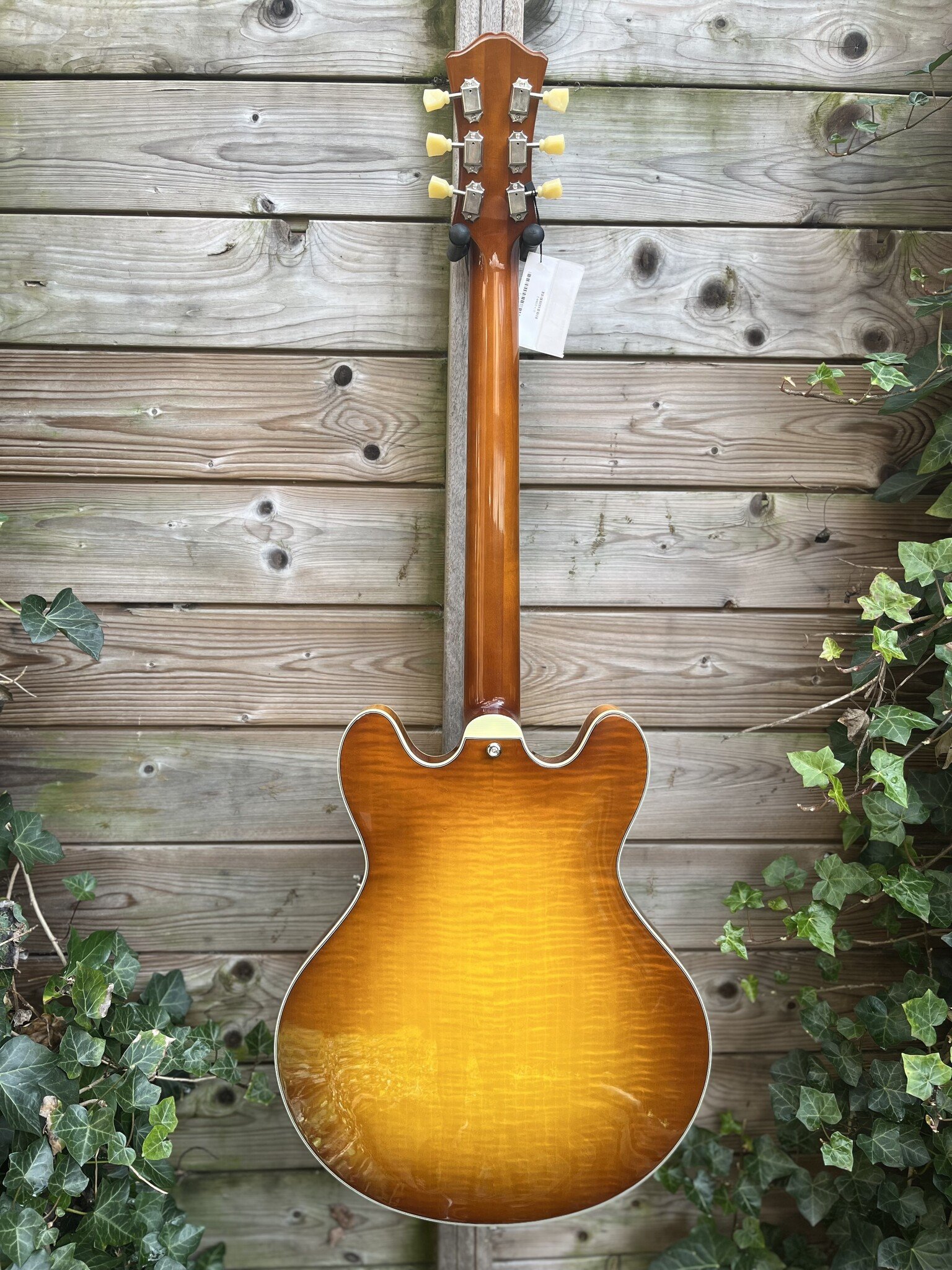 Eastman Eastman T486B Goldburst