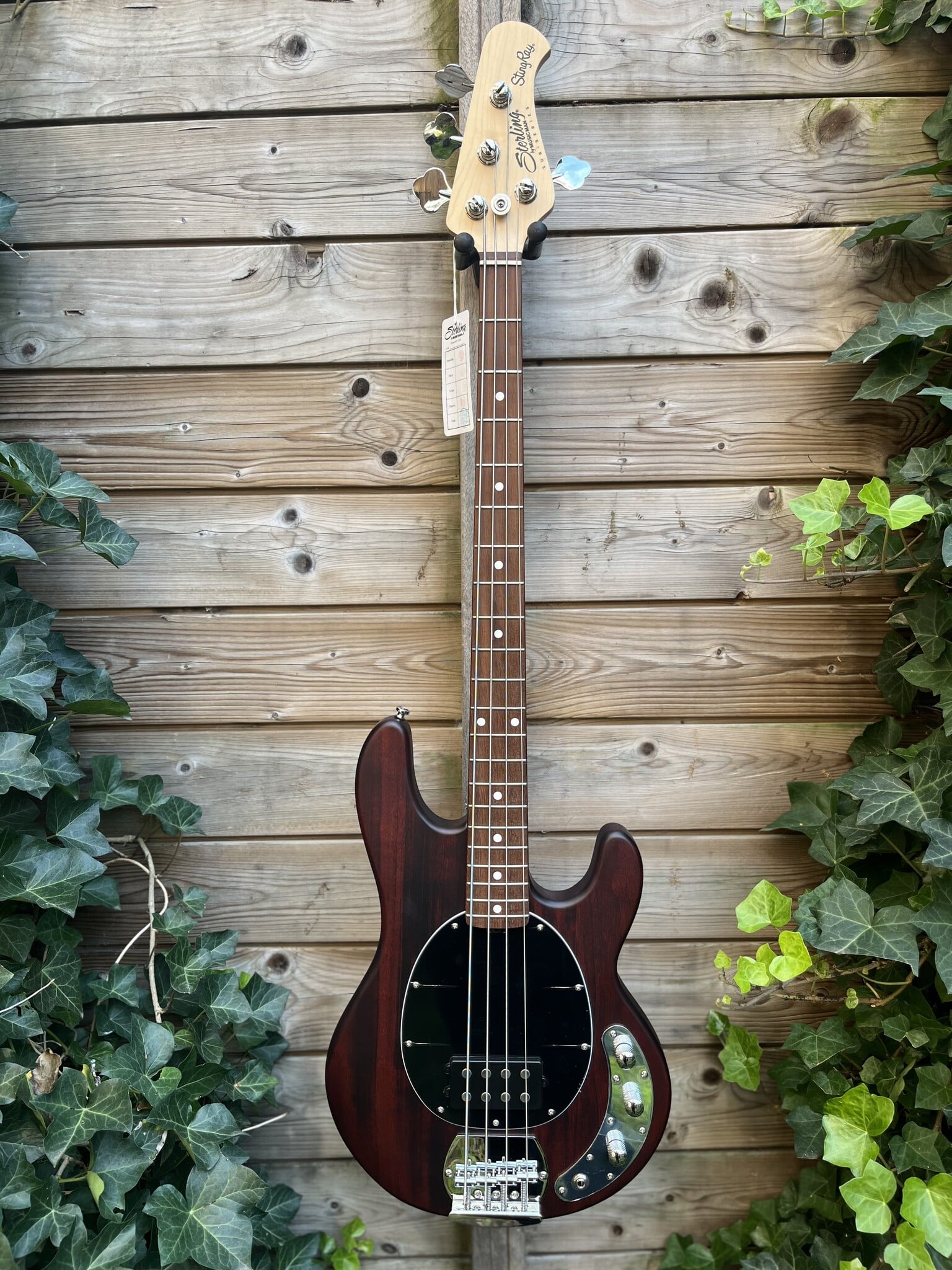 Sterling by Music Man Sterling Music Man StingRay 4 Walnut Satin