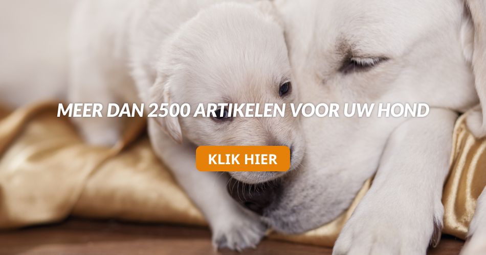 Honden