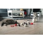 RHRQuality Kattenspeelgoed Set Cat Fun (Meerkleurig)