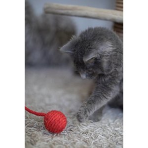 RHRQuality Juego de juguetes para gatos Cat Fun (Multicolor)