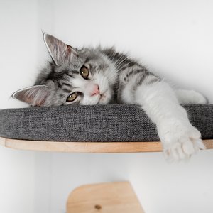 RHRQuality Muro Escalada Para Gatos - Sofá para Gatos de Luxe (Gris)