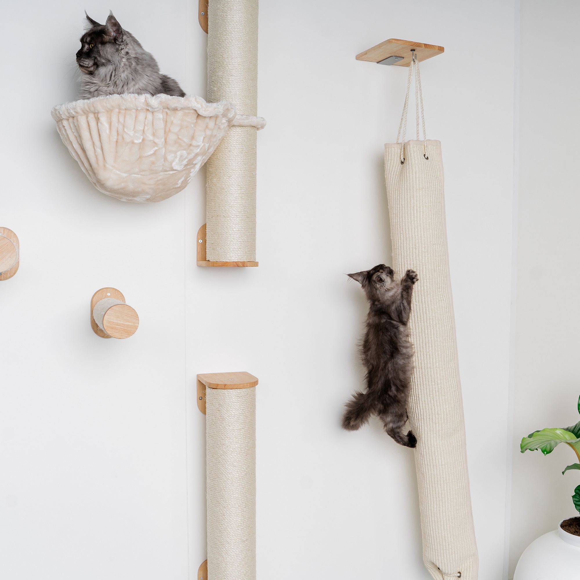 Lot de 3 murs d'escalade pour chats - Escalade murale pour chat - Idéal pour  les chats - Pour jouer et grimper dans la maison : : Animalerie