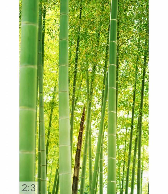 Acoustic picture "Bamboo" - in an elegant aluminum frame