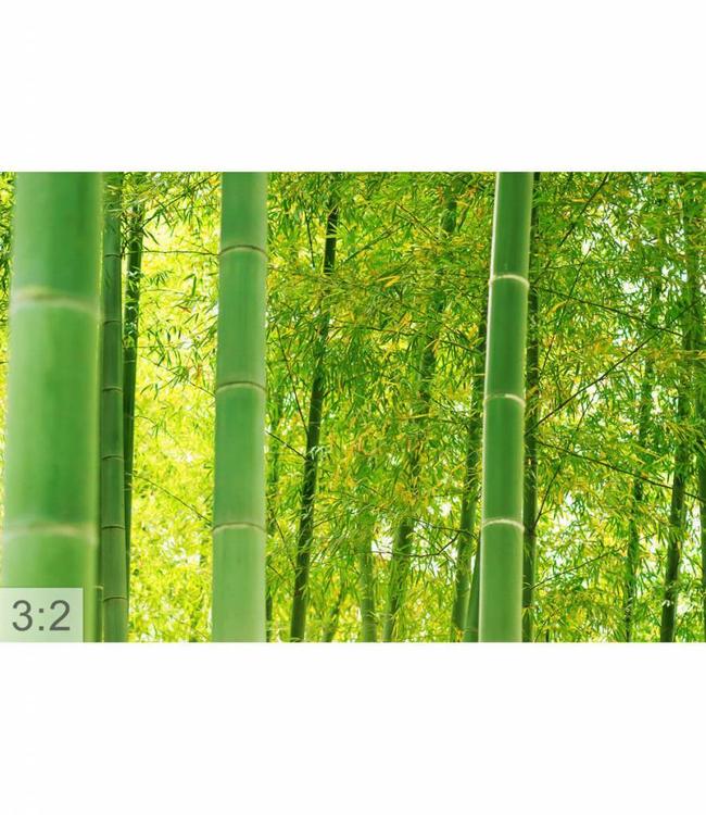 Acoustic picture "Bamboo" - in an elegant aluminum frame