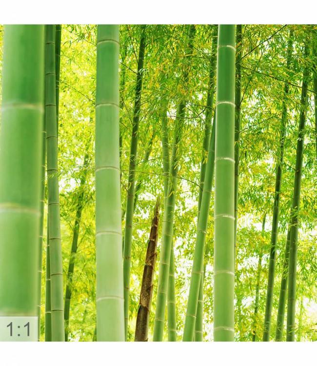 Akustisk bilde "Bamboo" - i en elegant aluminiumsramme