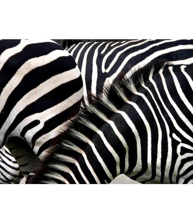 Akustisk bilde "Zebras" - i en elegant aluminiumsramme