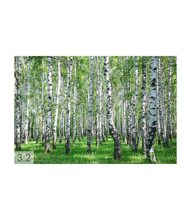 Akustikbild “Birkenwald“  - in einem eleganten Aluminiumrahmen