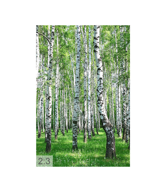 Acoustic picture "Birch forest"  - in an elegant aluminum frame