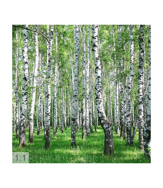 Akustikbild “Birkenwald“  - in einem eleganten Aluminiumrahmen