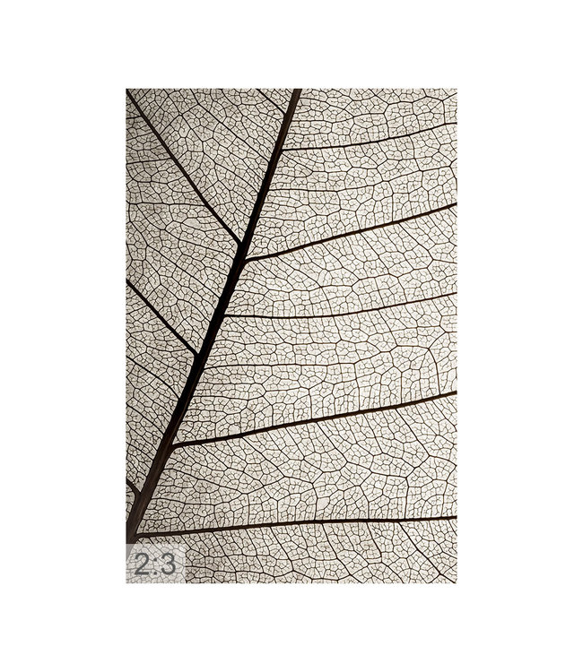 Acoustic picture  "Leaf structure" - in an elegant aluminum frame