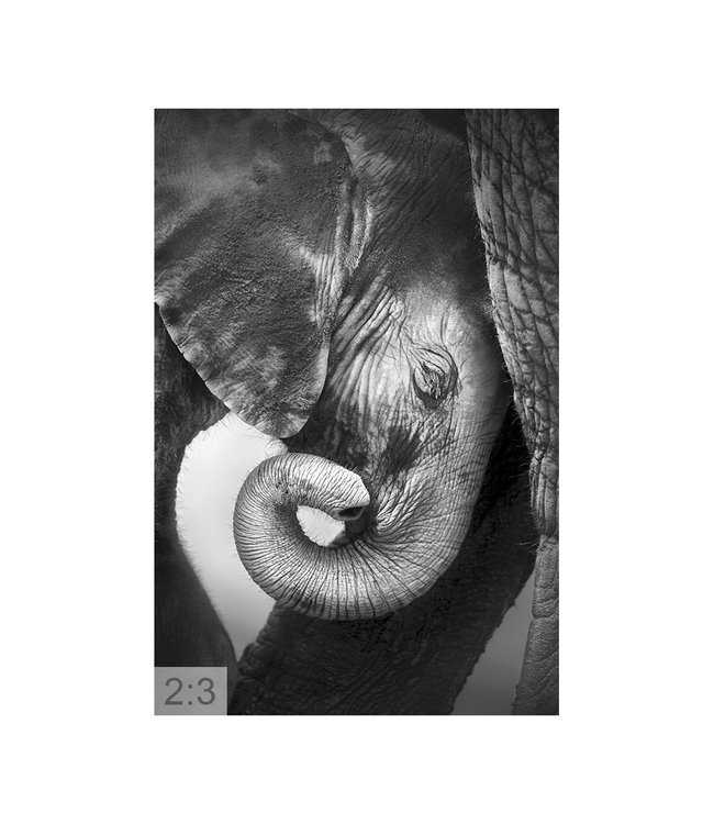 Akustisk bilde "Elephant" - i en elegant aluminiumsramme