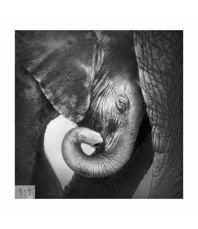 Acoustic picture "Elephant" - in an elegant aluminum frame