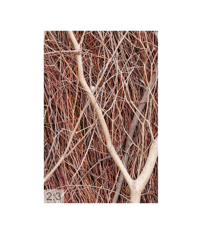 Akustisk bilde "treaktig" - i en elegant aluminiumsramme