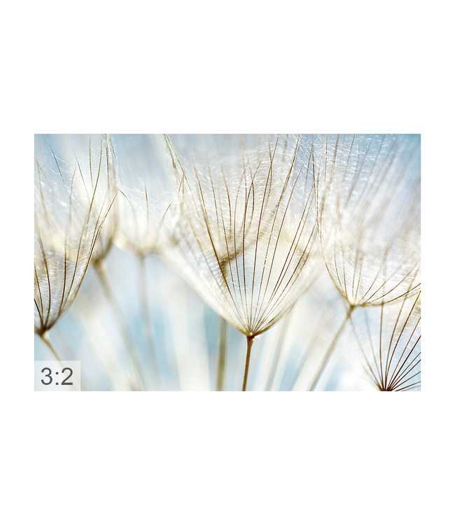 Akustikbild "Makro Pusteblume " – in einem eleganten Aluminiumrahmen