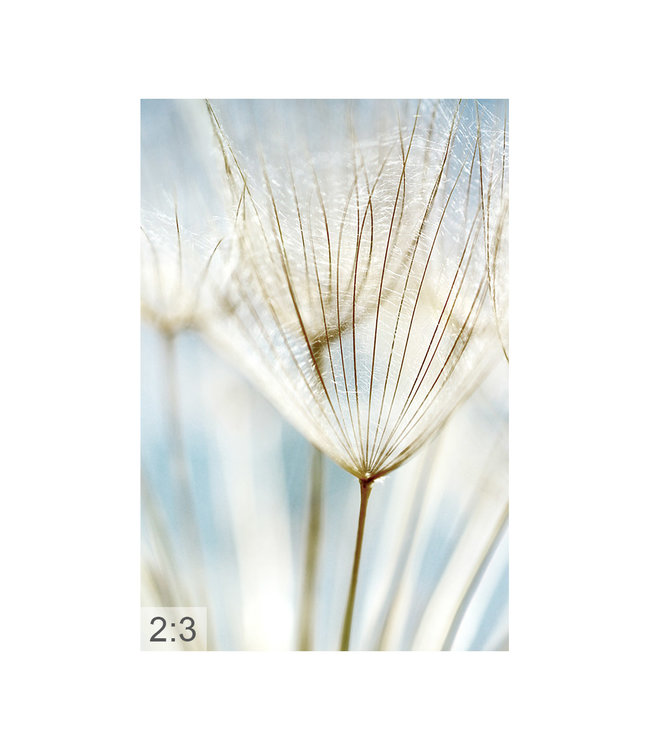 Acoustic picture "Dandelion" - in an elegant aluminum frame