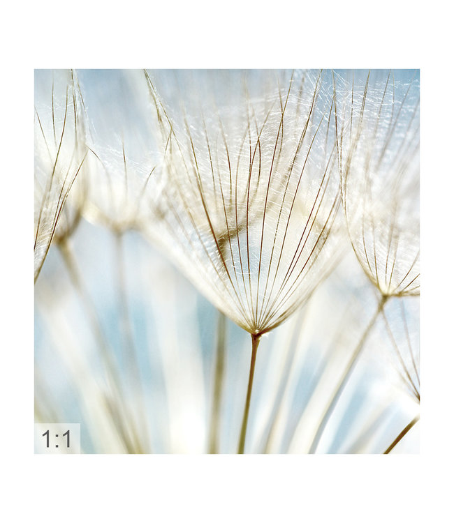 Akustikbild "Makro Pusteblume " – in einem eleganten Aluminiumrahmen