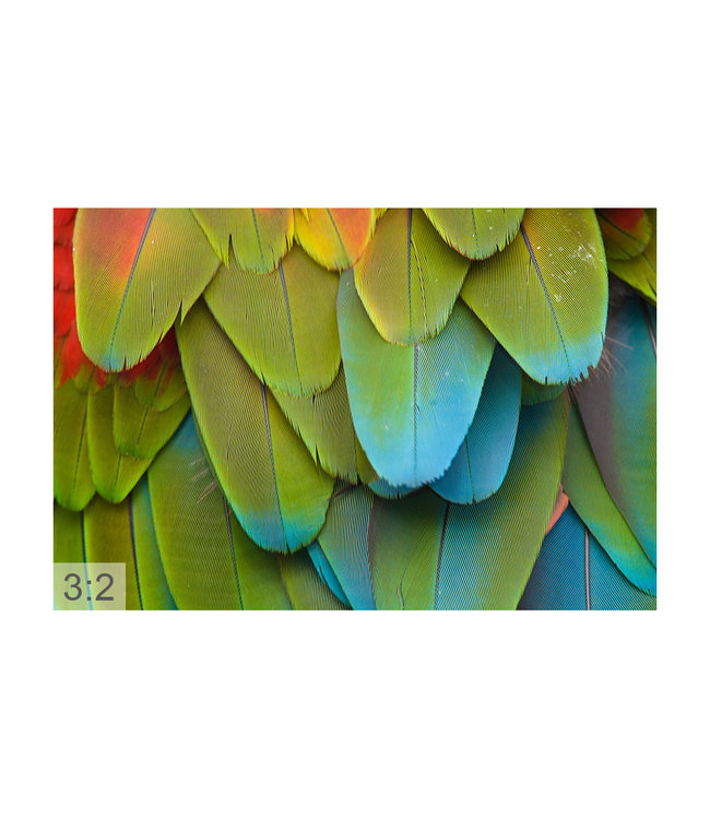 Acoustic picture "Parrot" - in an elegant aluminum frame