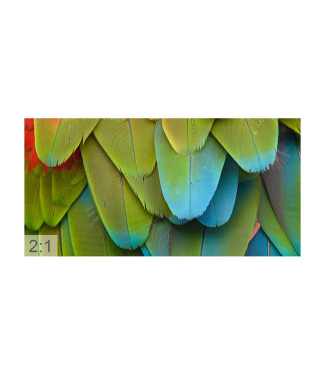 Acoustic picture "Parrot" - in an elegant aluminum frame