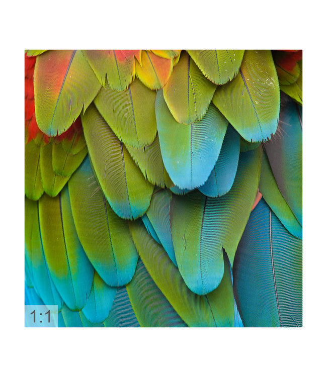 Acoustic picture "Parrot" - in an elegant aluminum frame