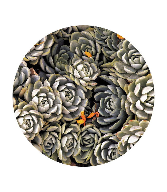 Round acoustic picture "Succulents"  - in an elegant aluminum frame