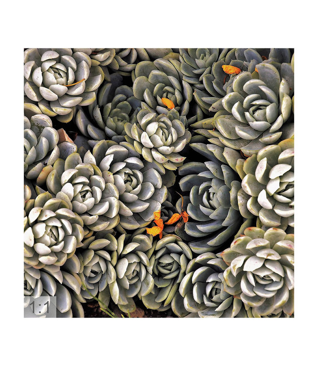 Acoustic picture "Succulents" - in an elegant aluminum frame