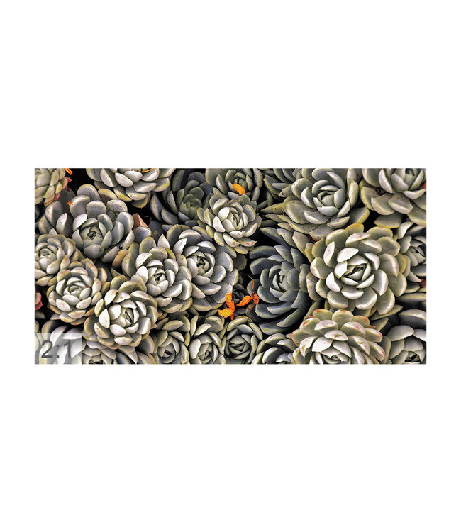 Acoustic picture "Succulents" - in an elegant aluminum frame
