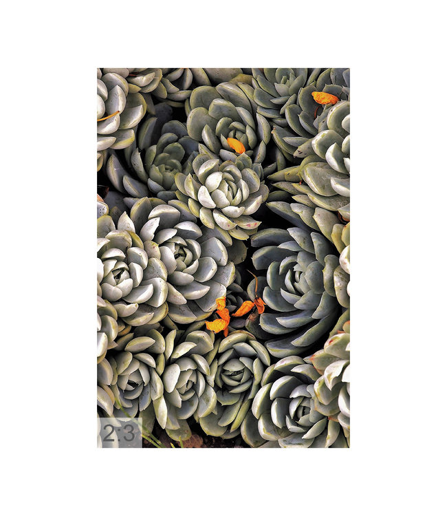 Acoustic picture "Succulents" - in an elegant aluminum frame