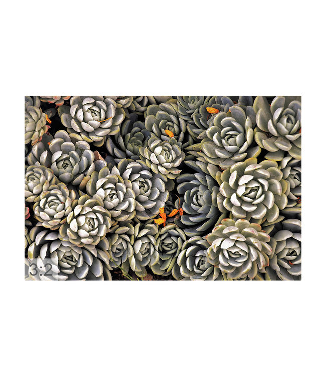 Akustikbild “Sukkulenten“- in einem eleganten Aluminiumrahmen