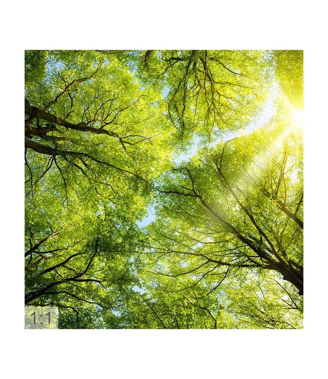 Akustisk bilder  "Forest" - i en elegant aluminiumsramme