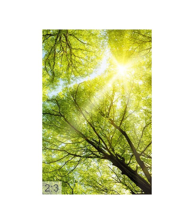 Akustisk bilder  "Forest" - i en elegant aluminiumsramme