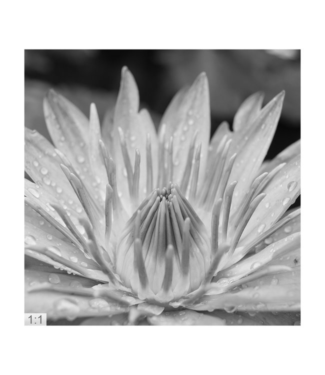 Akustisk bilde  "Lotus" - i en elegant aluminiumsramme