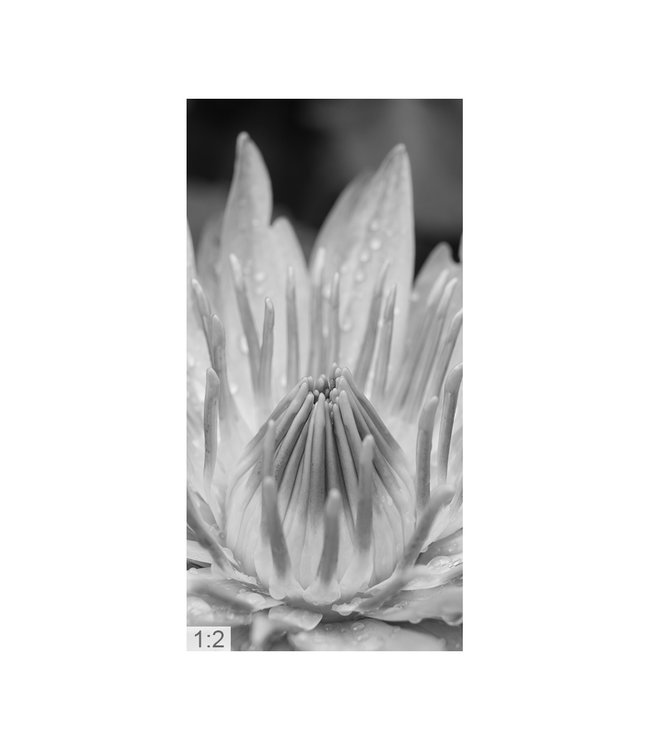 Acoustic picture "Lotus" - in an elegant aluminum frame