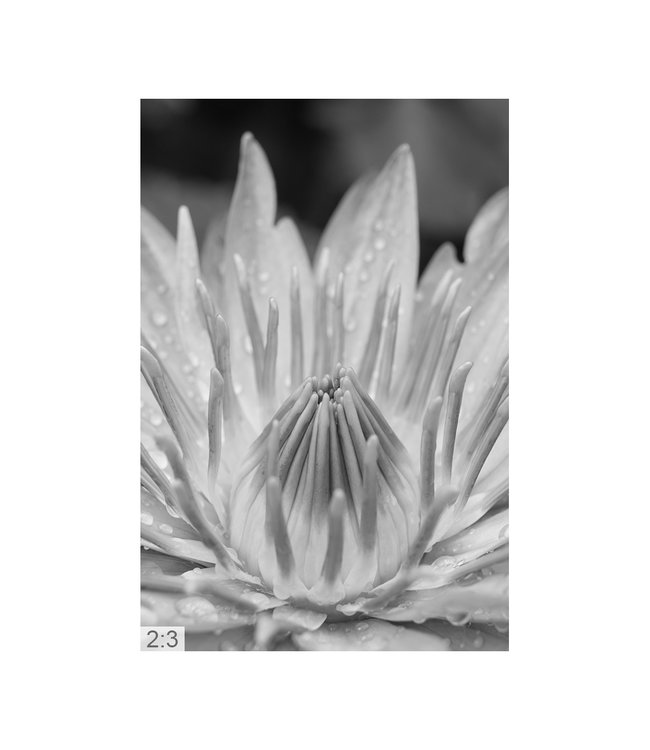 Acoustic picture "Lotus" - in an elegant aluminum frame