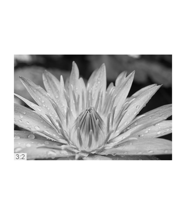 Acoustic picture "Lotus" - in an elegant aluminum frame