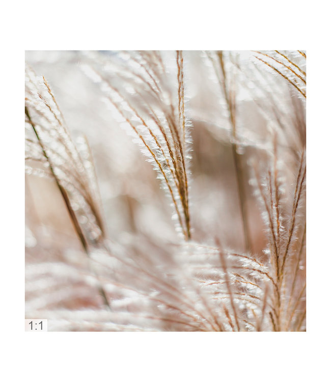 Acoustic picture "Pampas gras"  elegant noise reduction!