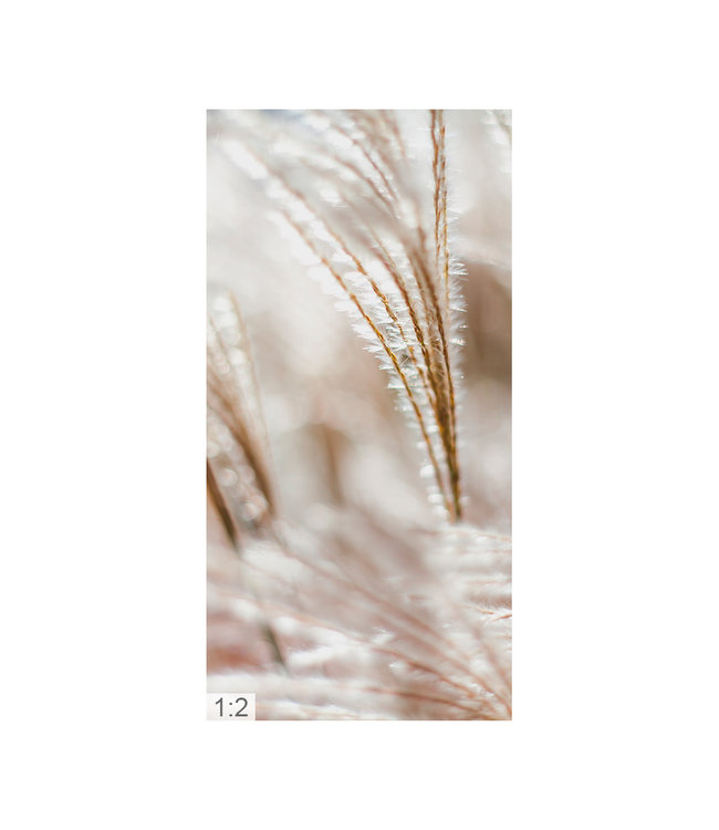 Acoustic picture "Pampas gras"  elegant noise reduction!