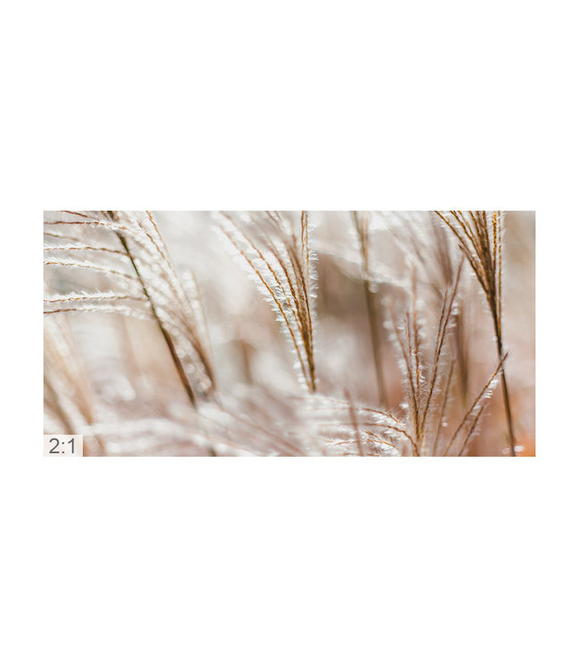 Acoustic picture "Pampas gras"  elegant noise reduction!