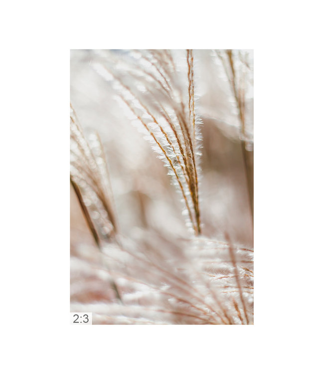 Acoustic picture "Pampas gras"  elegant noise reduction!