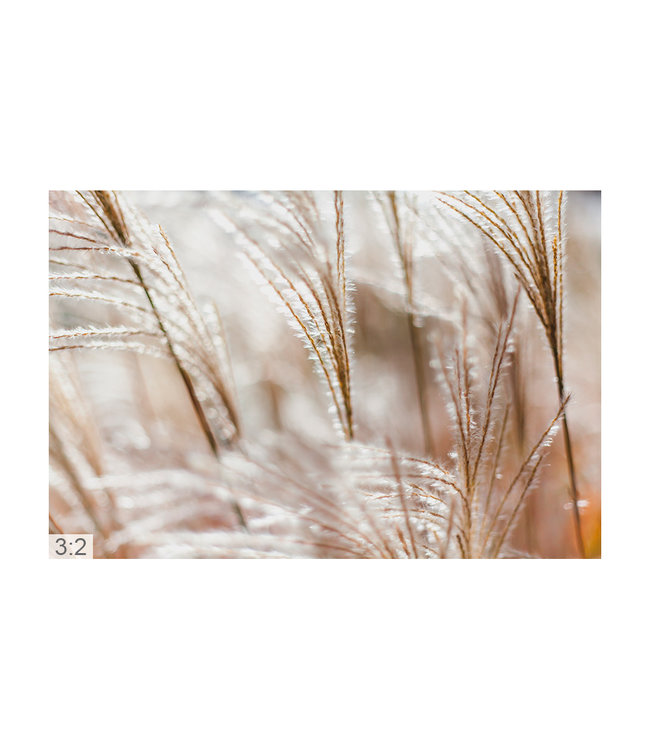 Akustikbild "Pampas gras"  – Elegante Lärmreduzierung!