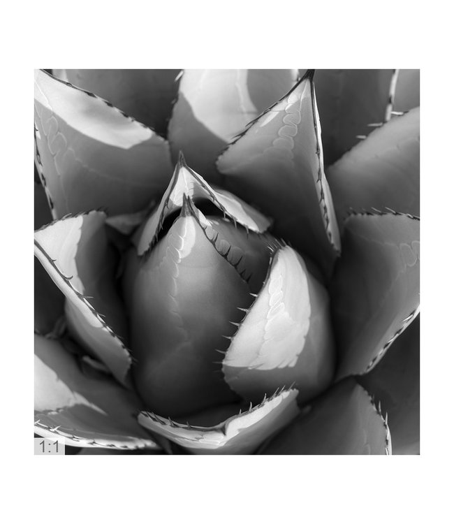 Akustikbild "Agave cactus"– Attraktive Lösung zur Nachhallminderung!