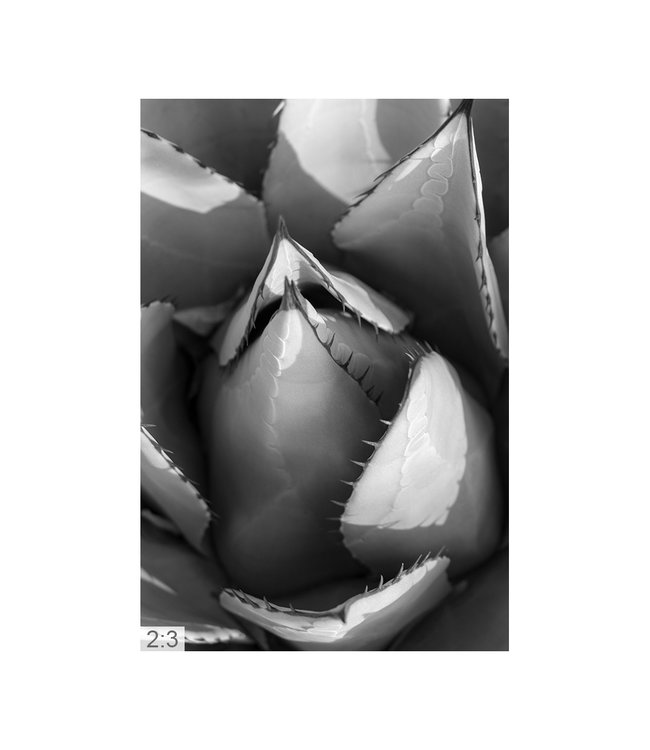 Acoustic picture "Agave cactus" - attractive solution for reducing reverberation!