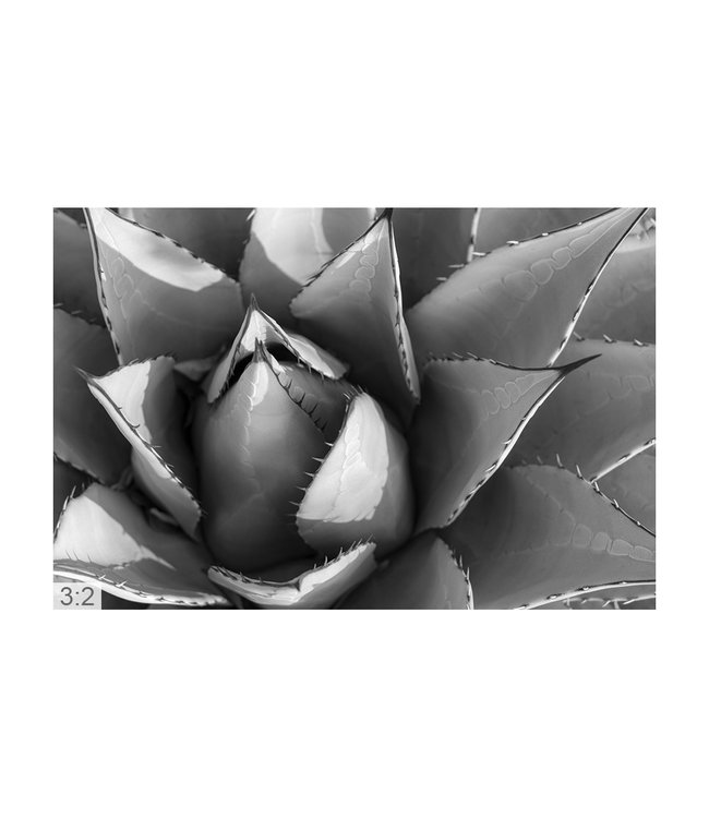 Akustikbild "Agave cactus"– Attraktive Lösung zur Nachhallminderung!