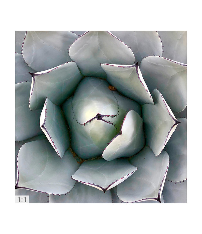 Akustiske bilde "Macro natur" - i en elegant aluminiumsramme