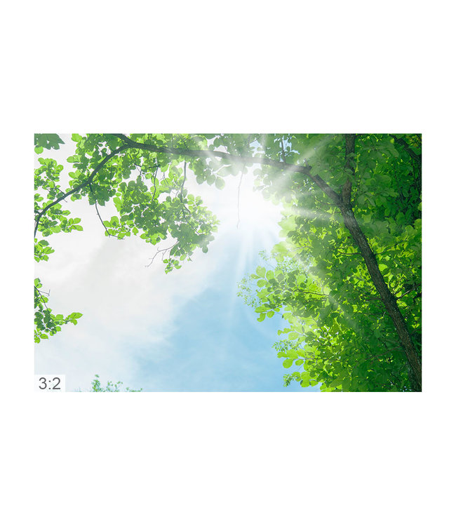 Akustikbild "Baumhimmel" - in einem eleganten Aluminiumrahmen