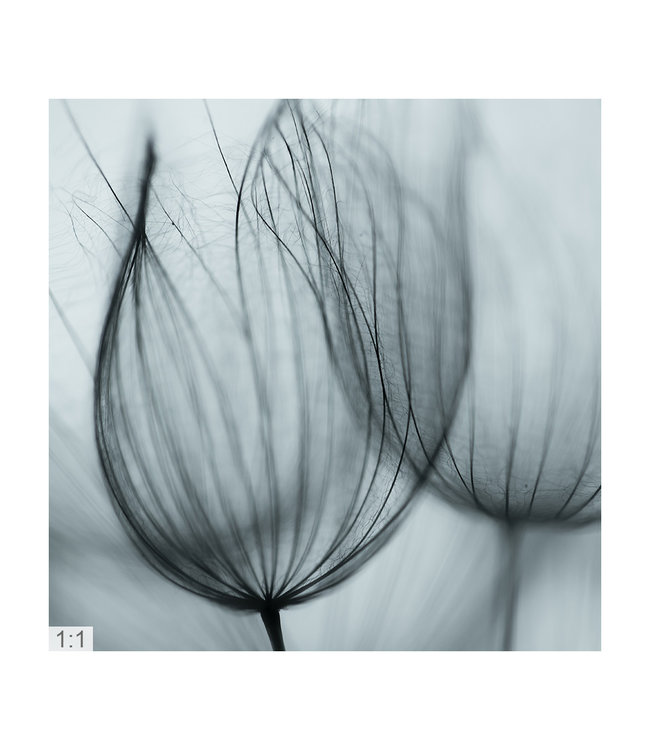 Akustisk bilde "Makro Fotokunst 2" - Attraktiv løsning for støyreduksjon!