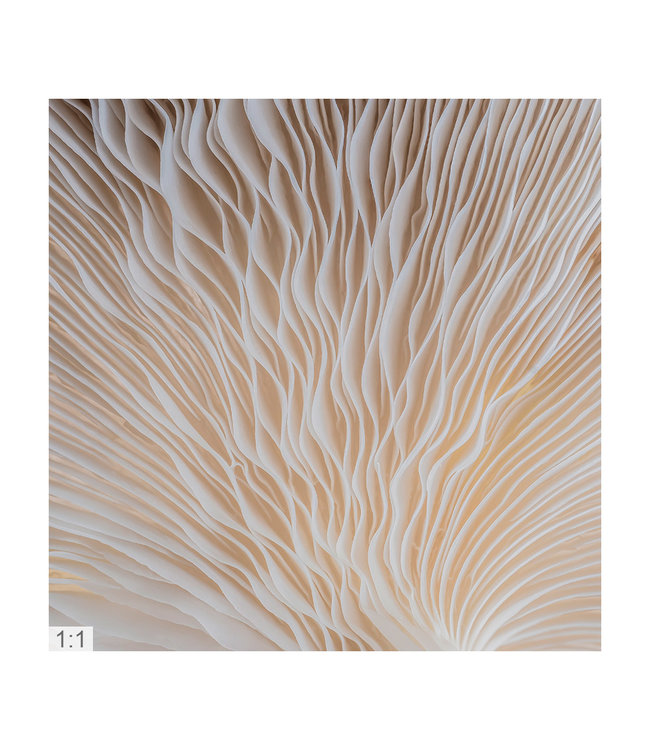 Akustikbild Makro 1" - Attraktive Lösung zur Nachhallminderung!