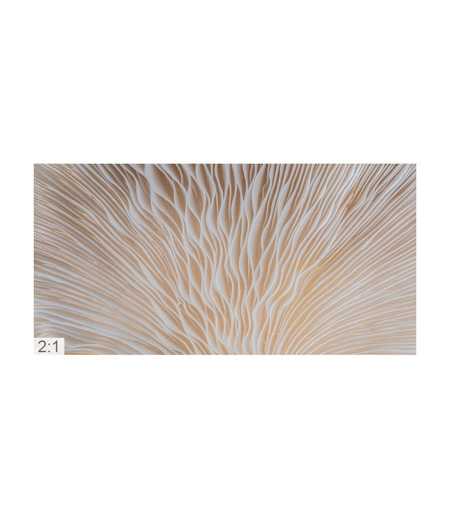 Acoustic picture "Macro 1" - attractive solution for reducing reverberation!