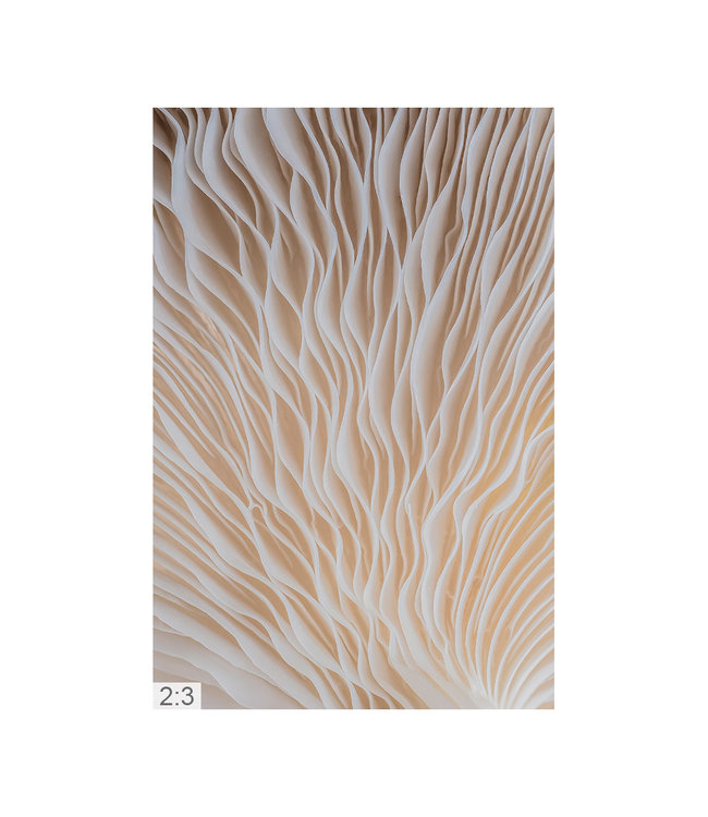 Akustikbild Makro 1" - Attraktive Lösung zur Nachhallminderung!