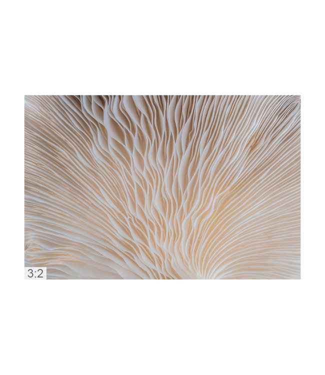 Akustikbild Makro 1" - Attraktive Lösung zur Nachhallminderung!